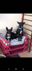 Amora e Bolt