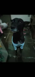 Amora e Bolt