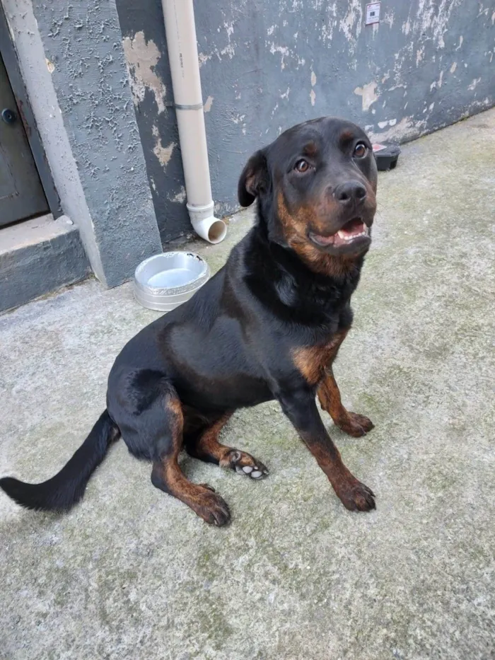 Cachorro ra a Rottweiler idade 7 a 11 meses nome pandora 