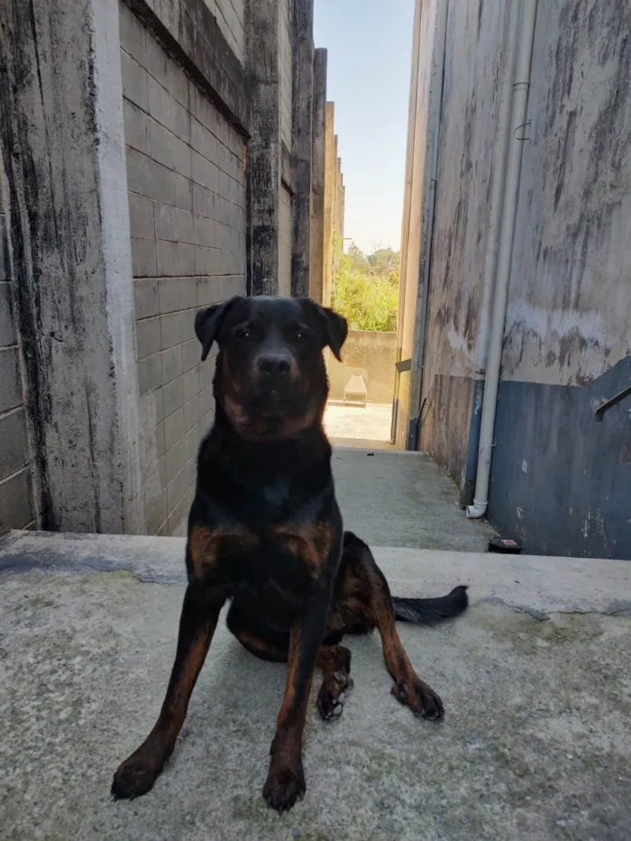 Cachorro ra a Rottweiler idade 7 a 11 meses nome pandora 