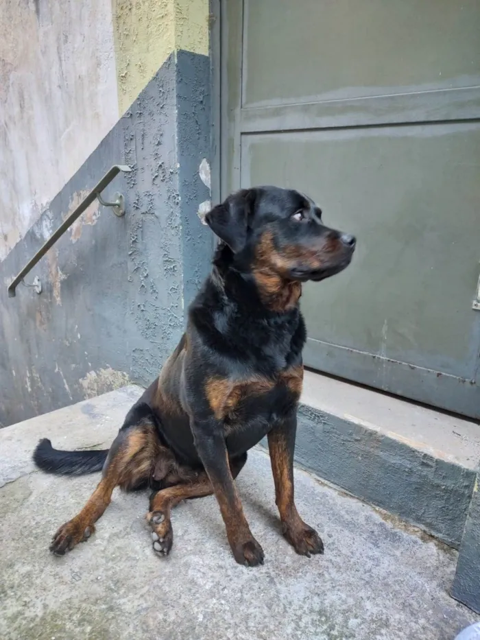 Cachorro ra a Rottweiler idade 7 a 11 meses nome pandora 