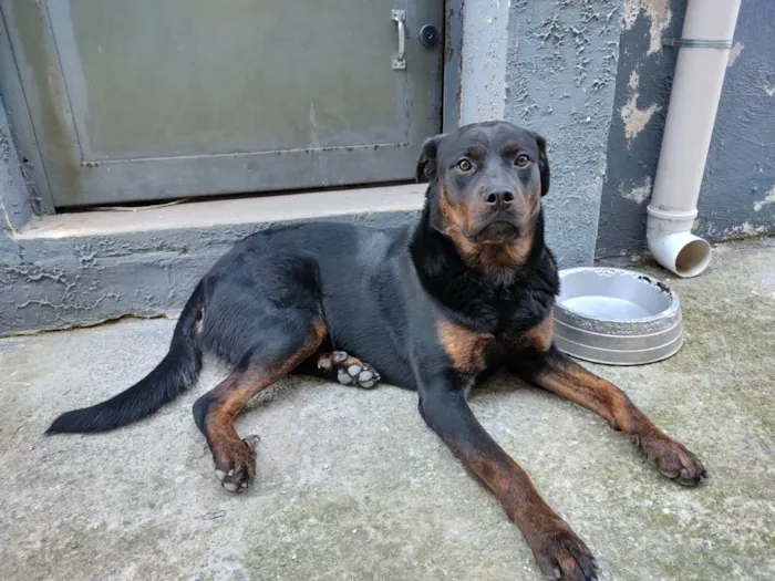 Cachorro ra a Rottweiler idade 7 a 11 meses nome pandora 