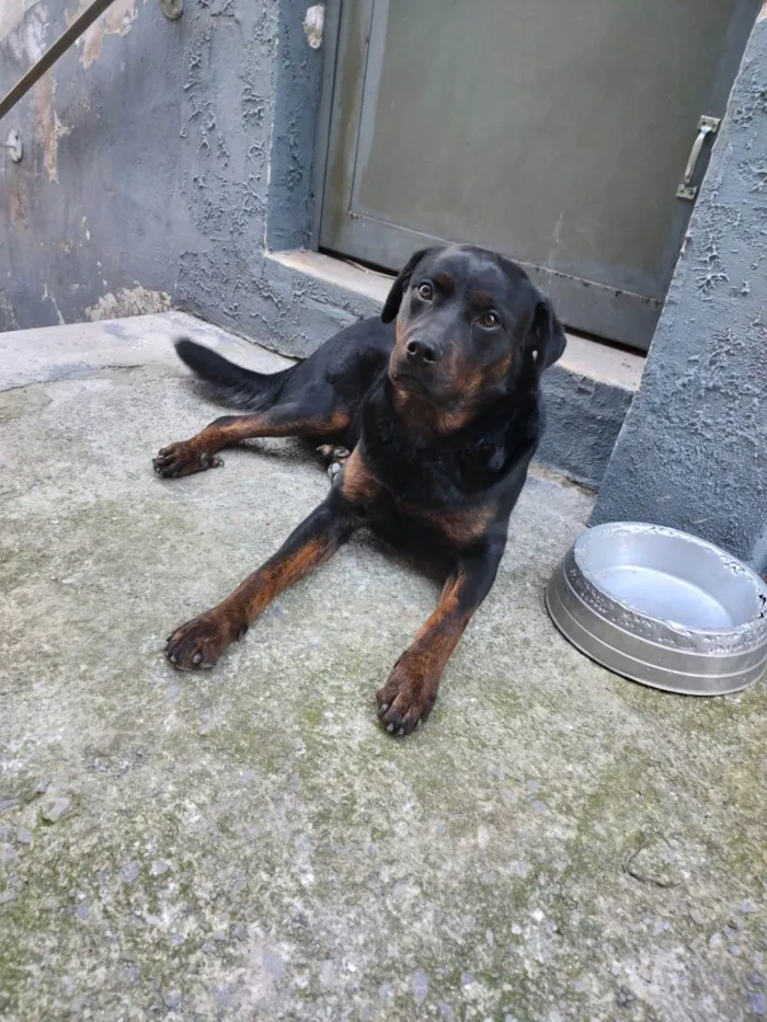 Cachorro ra a Rottweiler idade 7 a 11 meses nome pandora 