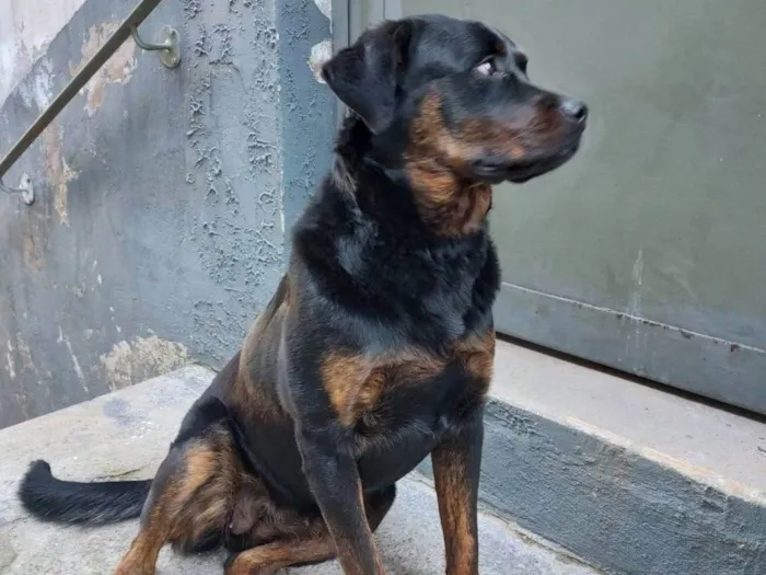 Cachorro ra a Rottweiler idade 7 a 11 meses nome pandora 