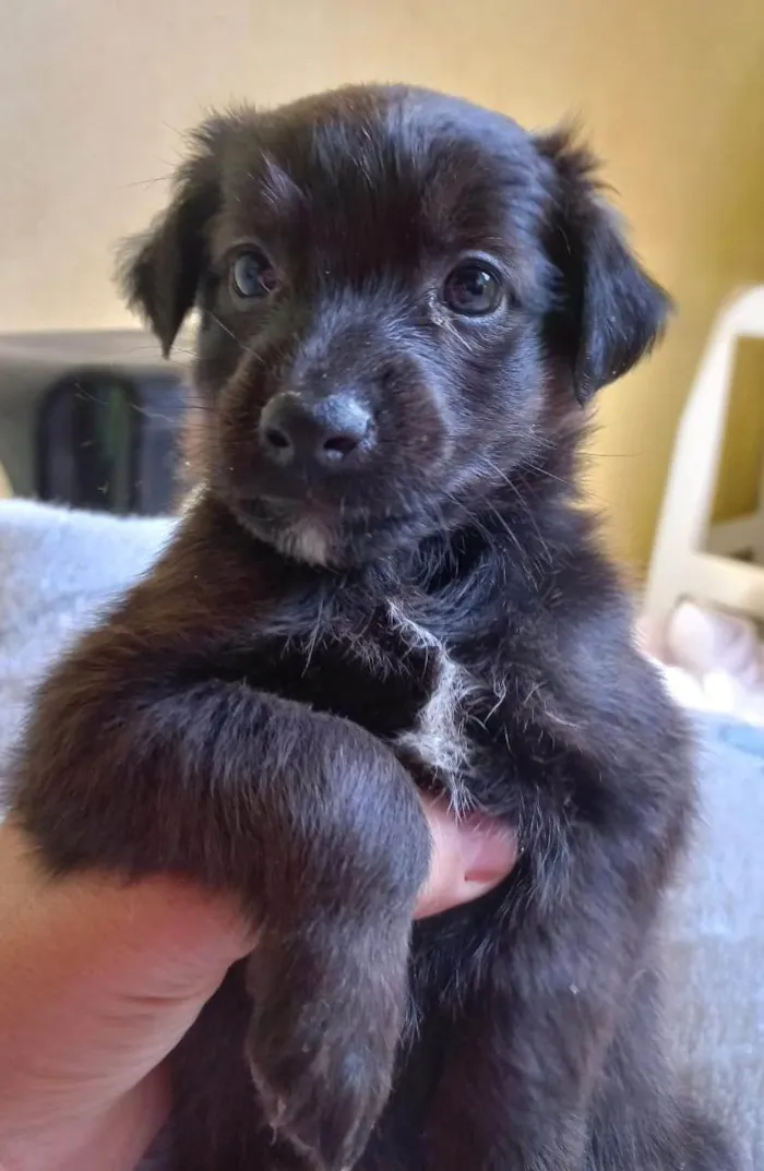 Cachorro ra a SRD-ViraLata idade Abaixo de 2 meses nome SEM NOME