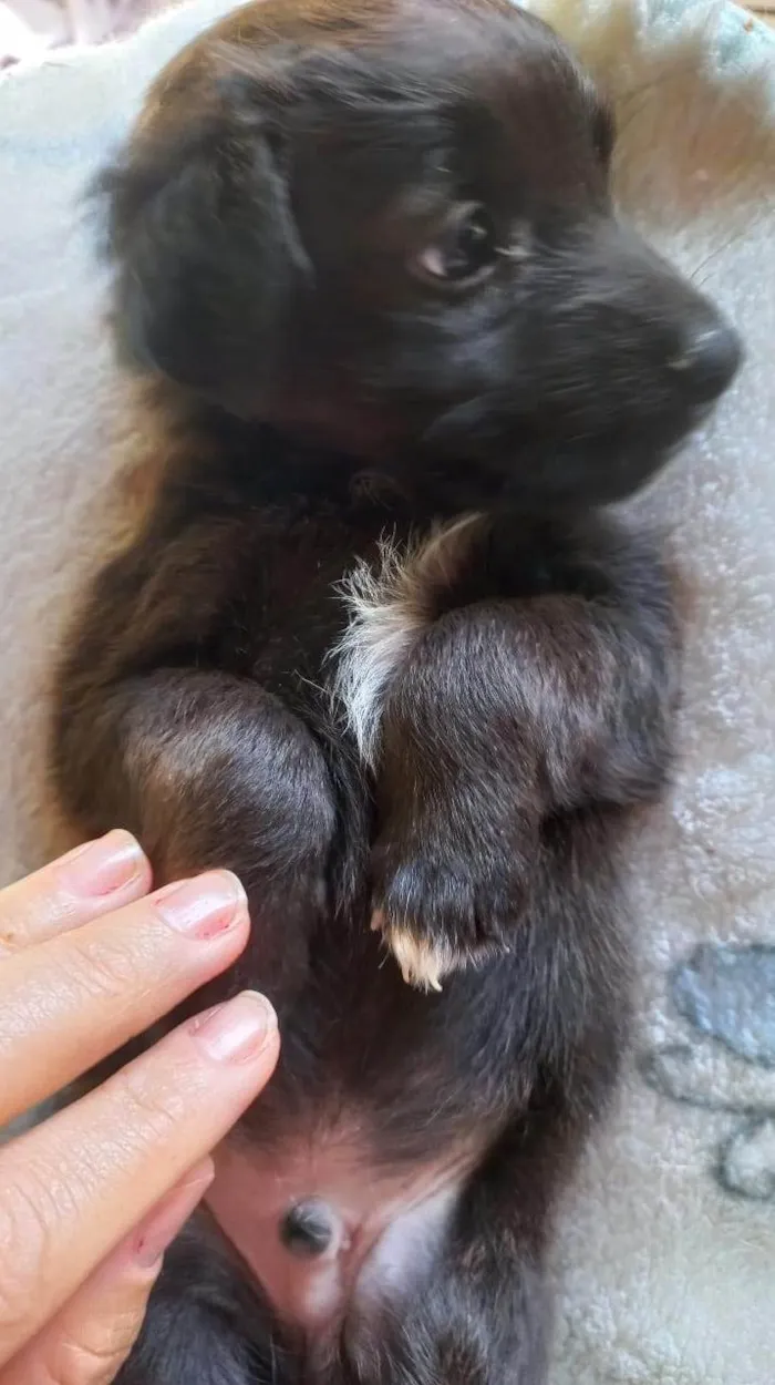 Cachorro ra a SRD-ViraLata idade Abaixo de 2 meses nome SEM NOME