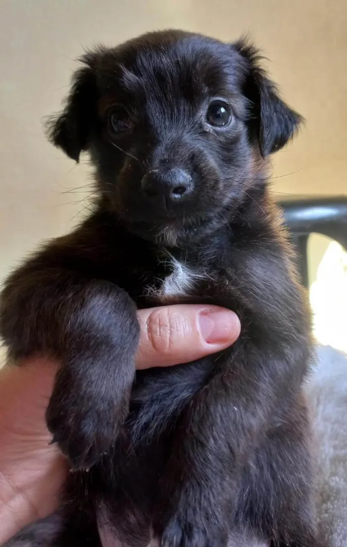 Cachorro ra a SRD-ViraLata idade Abaixo de 2 meses nome SEM NOME