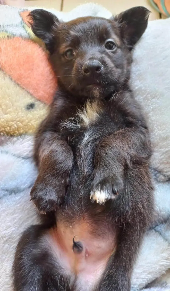 Cachorro ra a SRD-ViraLata idade Abaixo de 2 meses nome SEM NOME