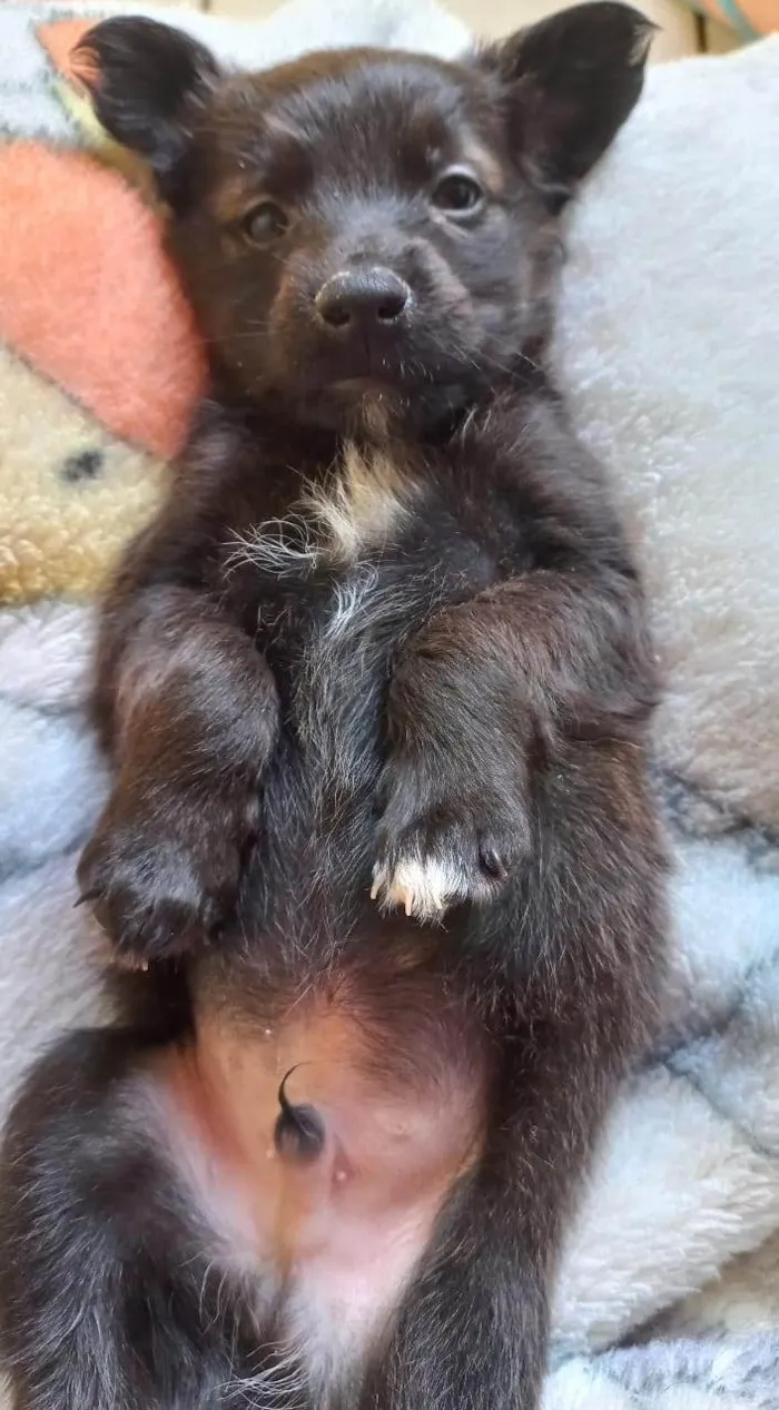 Cachorro ra a SRD-ViraLata idade Abaixo de 2 meses nome SEM NOME