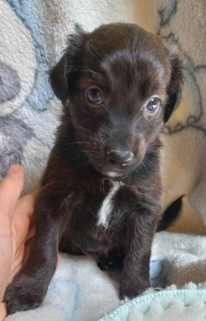 Cachorro ra a SRD-ViraLata idade Abaixo de 2 meses nome SEM NOME