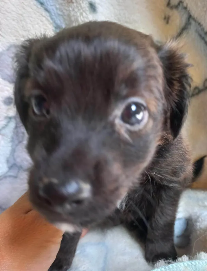Cachorro ra a SRD-ViraLata idade Abaixo de 2 meses nome SEM NOME