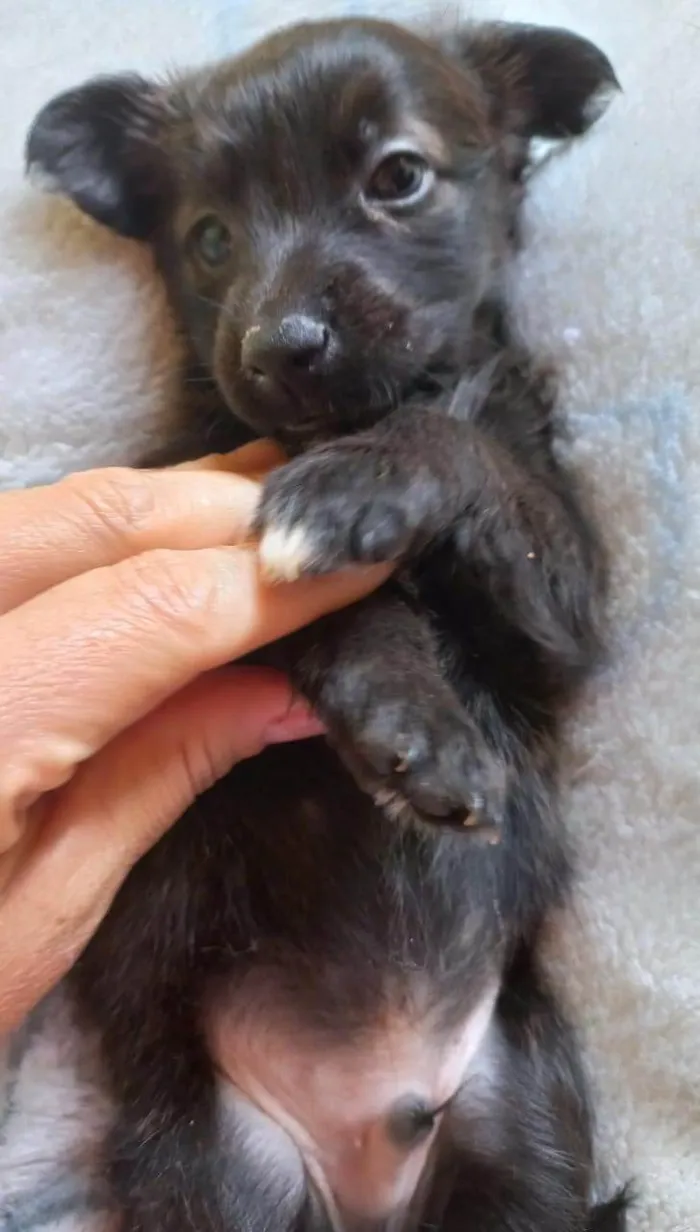 Cachorro ra a SRD-ViraLata idade Abaixo de 2 meses nome SEM NOME
