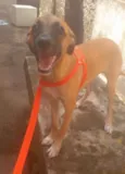 Stella