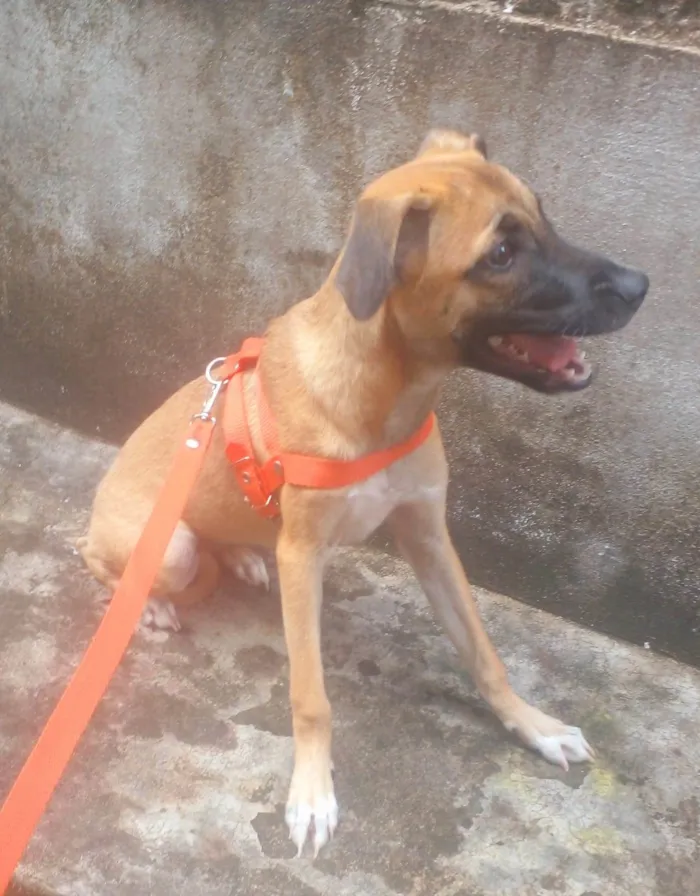 Cachorro ra a Filhote de Mouth cur idade 2 a 6 meses nome Stella