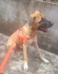 Stella
