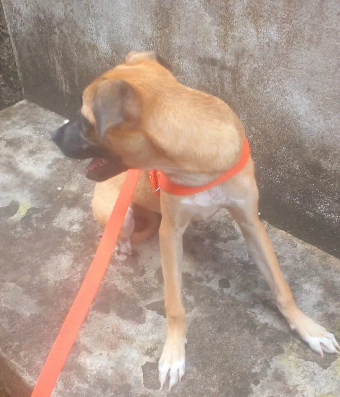 Cachorro ra a Filhote de Mouth cur idade 2 a 6 meses nome Stella