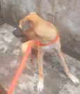 Stella