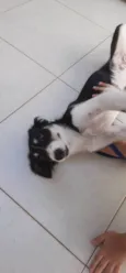 Mel