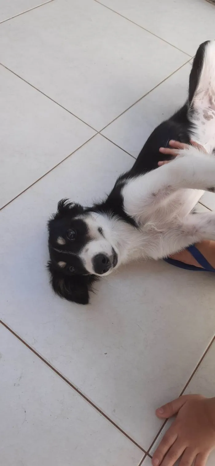 Cachorro raça Boarder Coli idade 2 a 6 meses nome Mel