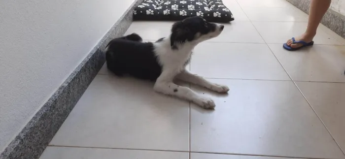 Cachorro raça Boarder Coli idade 2 a 6 meses nome Mel