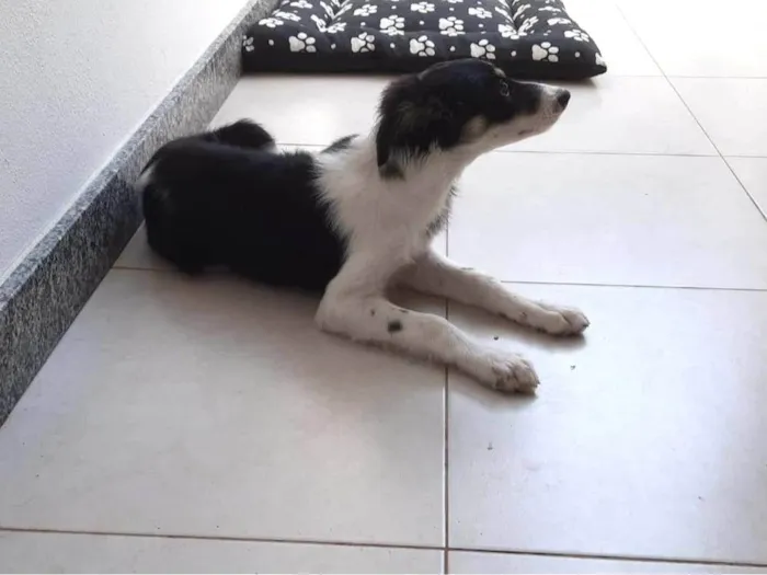 Cachorro raça Boarder Coli idade 2 a 6 meses nome Mel