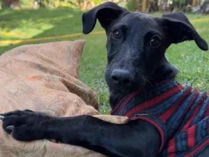 Cachorro raça SRD-ViraLata idade 2 a 6 meses nome Lucca