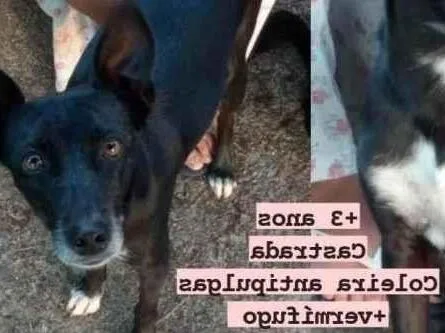 Cachorro ra a SRD-ViraLata idade 3 anos nome Amora e Bolt