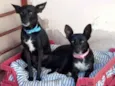 Amora e Bolt