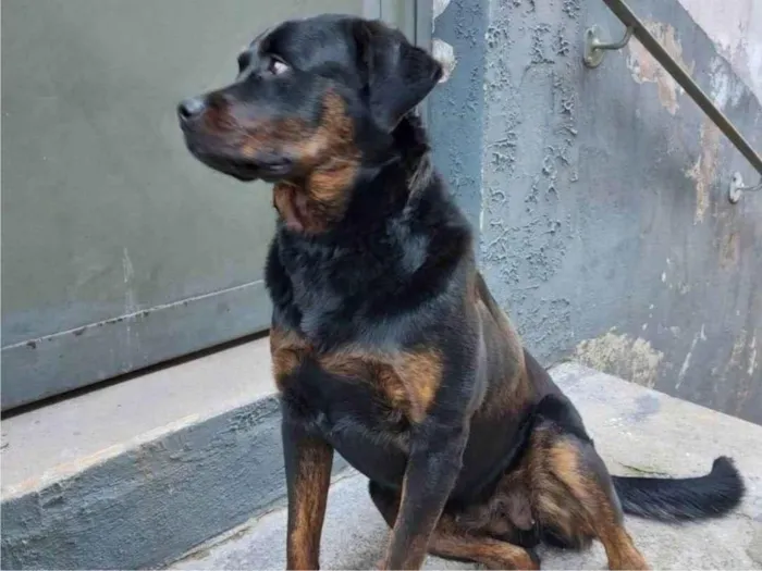 Cachorro ra a Rottweiler idade 7 a 11 meses nome pandora 