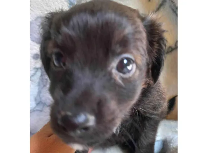 Cachorro ra a SRD-ViraLata idade Abaixo de 2 meses nome SEM NOME