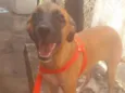 Stella