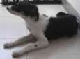 Mel