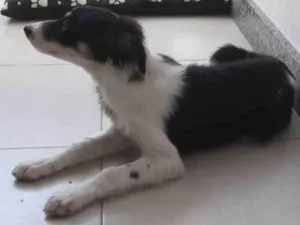 Cachorro raça Boarder Coli idade 2 a 6 meses nome Mel
