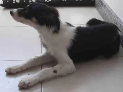 Cachorro raça Boarder Coli idade 2 a 6 meses nome Mel