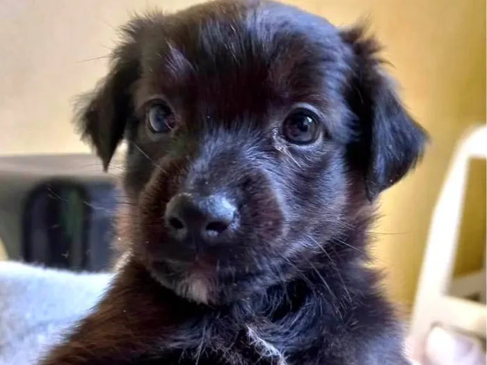 Cachorro ra a SRD-ViraLata idade Abaixo de 2 meses nome SEM NOME