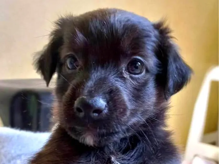 Cachorro ra a SRD-ViraLata idade Abaixo de 2 meses nome SEM NOME