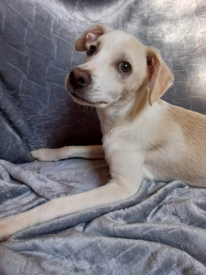 Cachorro ra a SRD-ViraLata idade 2 a 6 meses nome SEM NOME