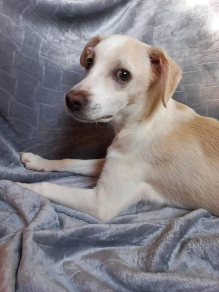 Cachorro ra a SRD-ViraLata idade 2 a 6 meses nome SEM NOME