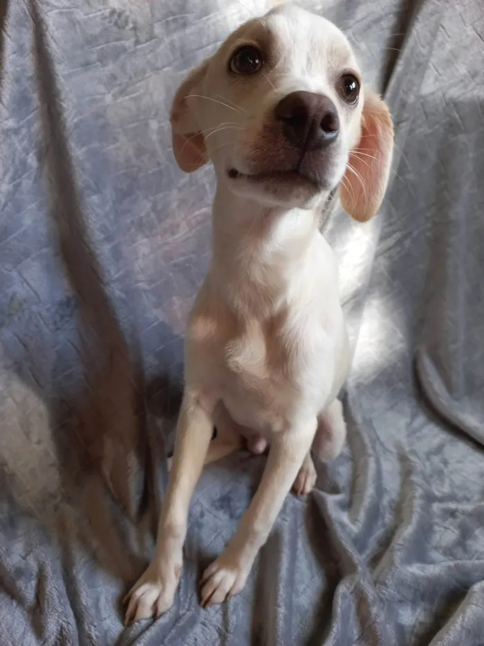 Cachorro ra a SRD-ViraLata idade 2 a 6 meses nome SEM NOME