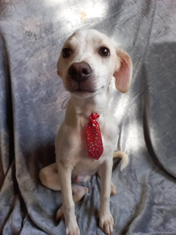 Cachorro ra a SRD-ViraLata idade 2 a 6 meses nome SEM NOME