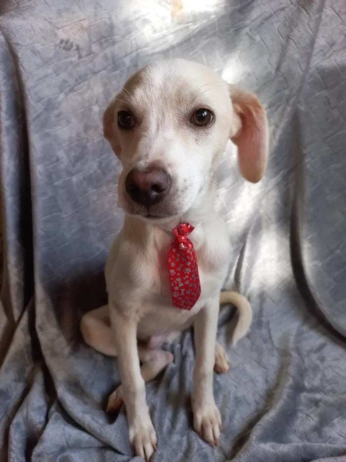 Cachorro ra a SRD-ViraLata idade 2 a 6 meses nome SEM NOME