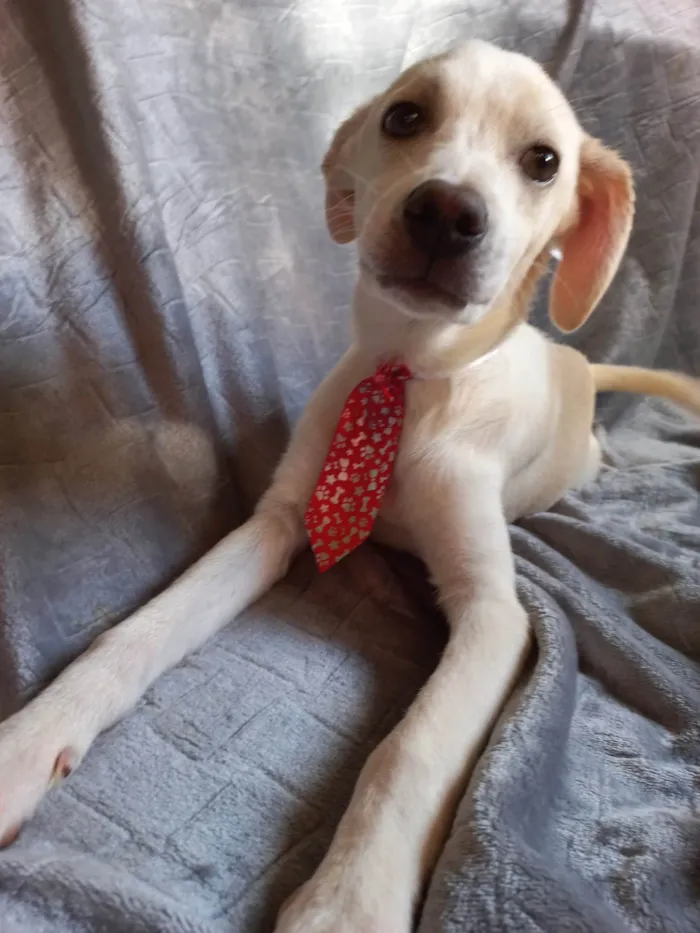 Cachorro ra a SRD-ViraLata idade 2 a 6 meses nome SEM NOME