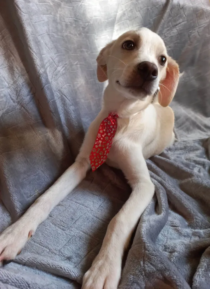 Cachorro ra a SRD-ViraLata idade 2 a 6 meses nome SEM NOME