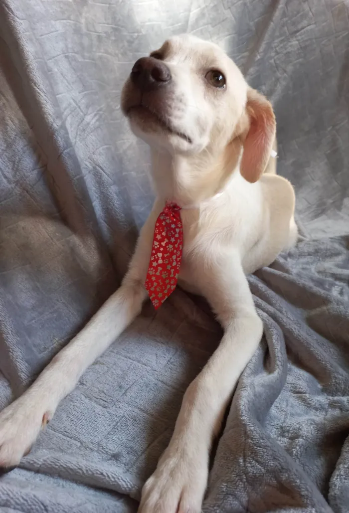 Cachorro ra a SRD-ViraLata idade 2 a 6 meses nome SEM NOME