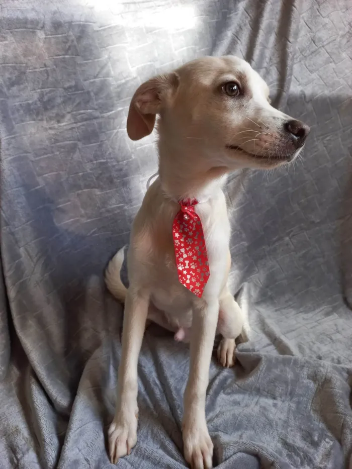 Cachorro ra a SRD-ViraLata idade 2 a 6 meses nome SEM NOME