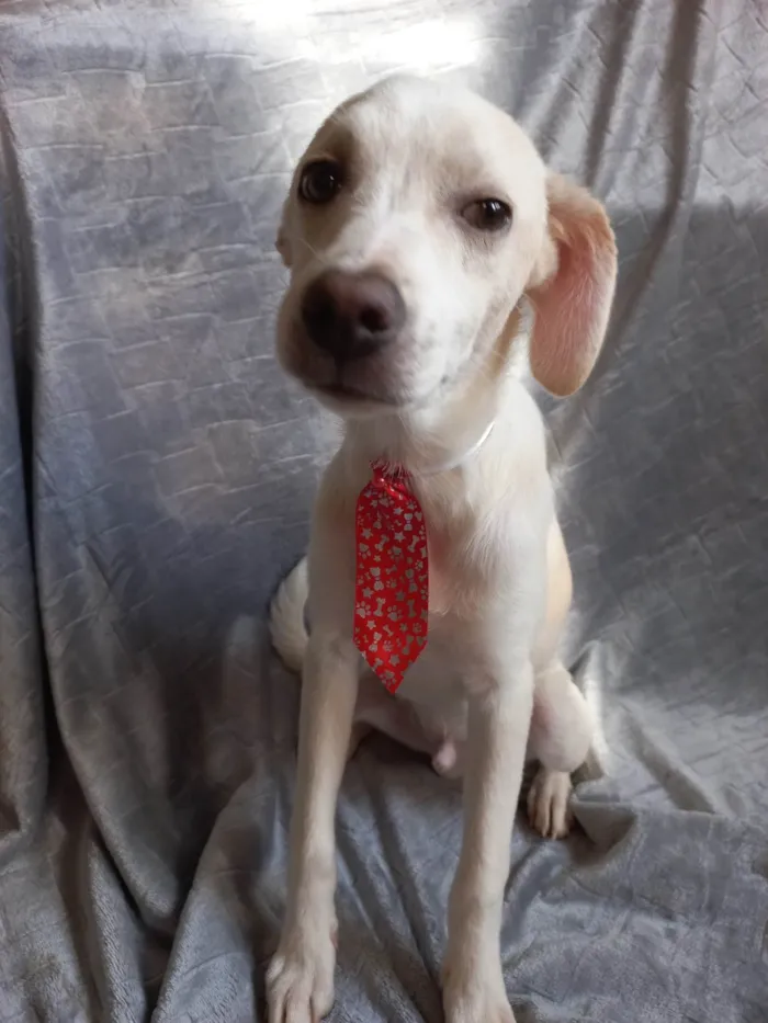 Cachorro ra a SRD-ViraLata idade 2 a 6 meses nome SEM NOME