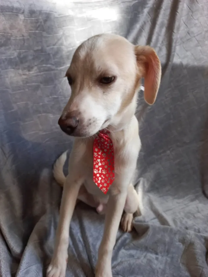 Cachorro ra a SRD-ViraLata idade 2 a 6 meses nome SEM NOME