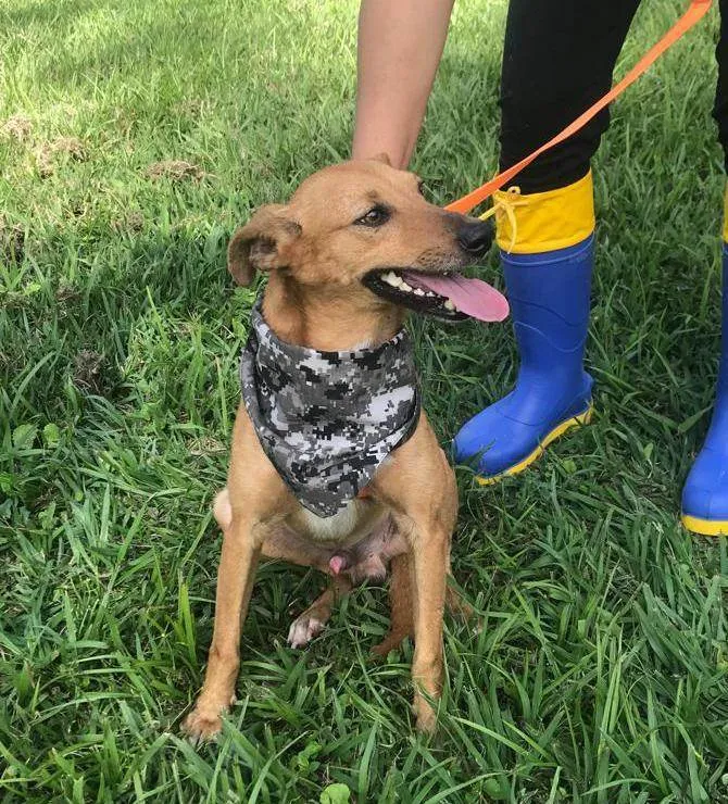 Cachorro raça SRD idade 1 ano nome MALUKINHO