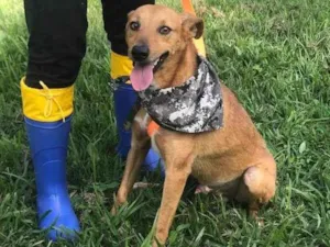 Cachorro raça SRD idade 1 ano nome MALUKINHO