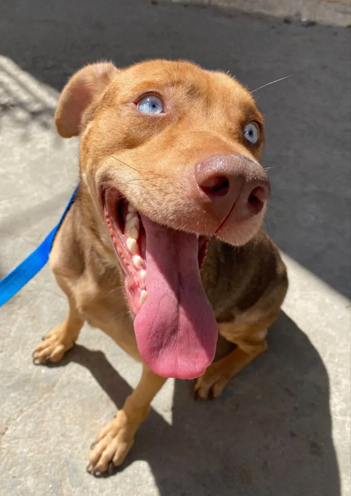 Cachorro ra a SRD-ViraLata idade 1 ano nome Coragem 